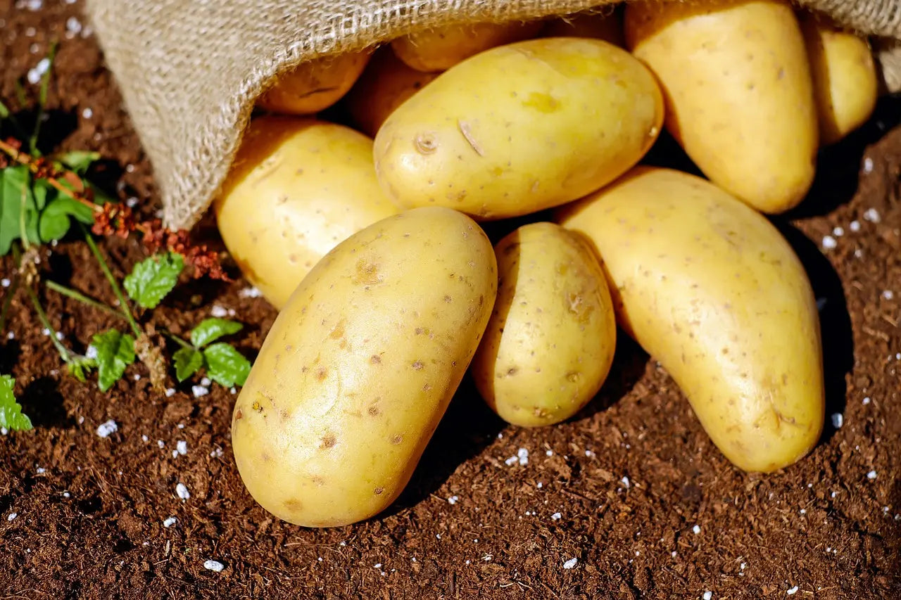Plants pommes de terre Spunta Calibre 28/35 - Sac 25 KG