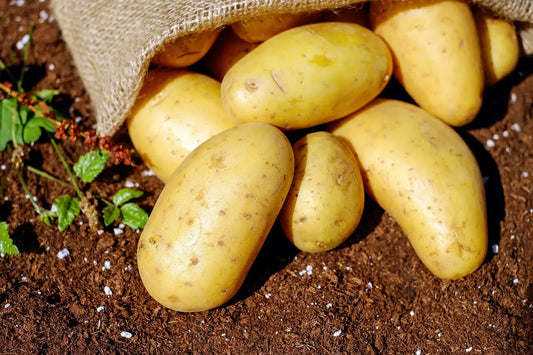 Plants pommes de terre Allians Calibre 28/30 - Big Bag 1250 Kg