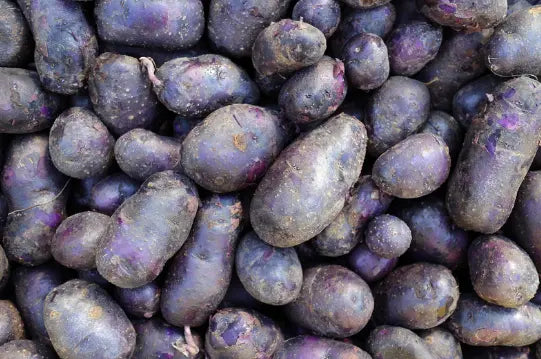 Plants pommes de terre Vitelotte Calibre 35/45 - Sac 25 KG