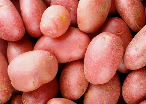 Plants pommes de terre red pontiac Calibre 28/35 - Sac 25 KG